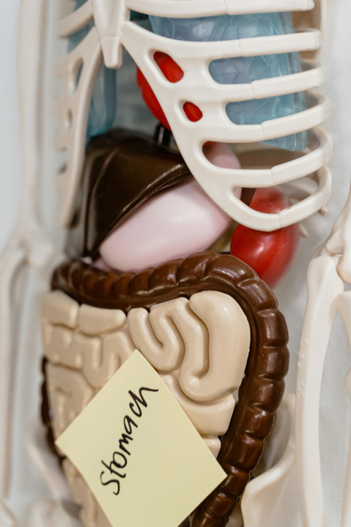 Stomach labelled on the skeleton model 