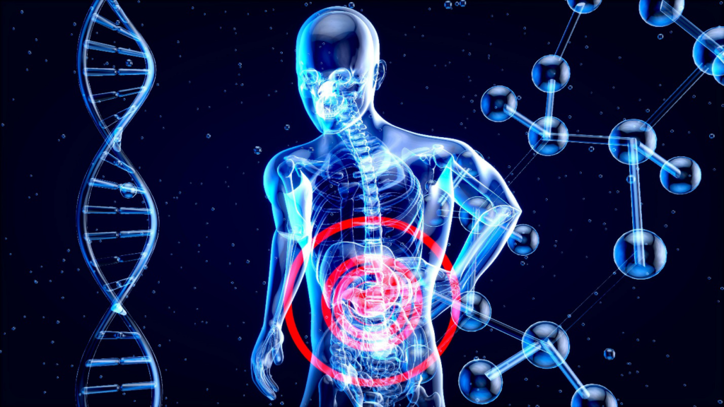 3D rendering of human digestive system
