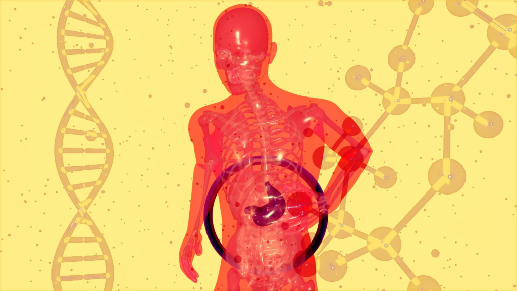 Diagram illustrating the human digestive system